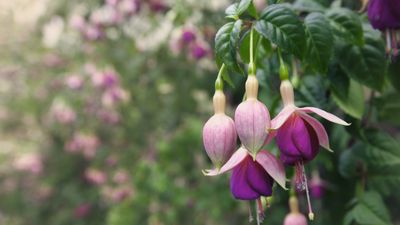 Do you need to fertilize fuchsias? An expert gardener reveals the best way to care for these vibrant plants