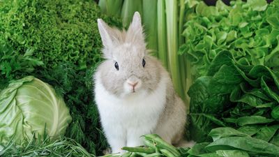 32 surprising things rabbits can eat