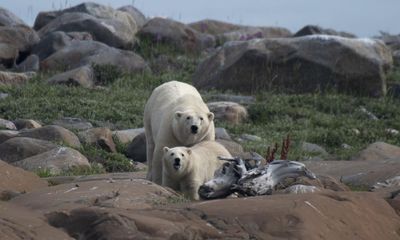 Collision course: polar bears forced into people’s path by climate crisis