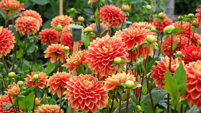 How to deadhead dahlias – and keep these sensational blooms flowering well into the fall