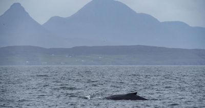 Cruise sheds light on Scotland’s whale populations in former hunting grounds