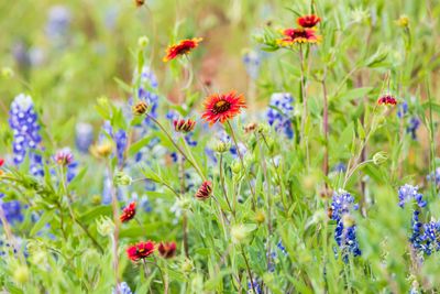 how to admire wildflowers