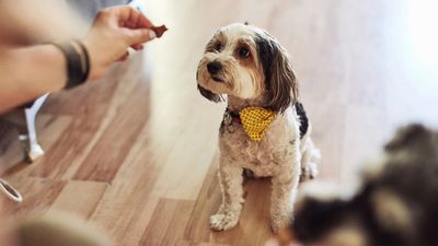 If your dog isn’t motivated by food, here are three ways to make it more exciting!