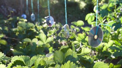 This clever garden hack uses old CDs to protect your vegetable garden from hungry birds