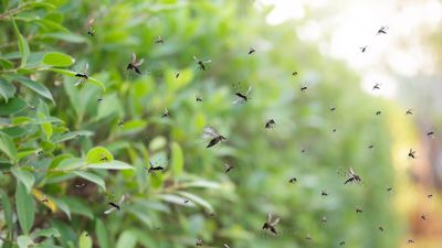 How to get rid of mosquitoes in your home and your yard