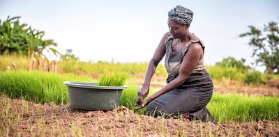 Sierra Leone’s women farmers use a custom called bora to access land – but it’s making them more vulnerable