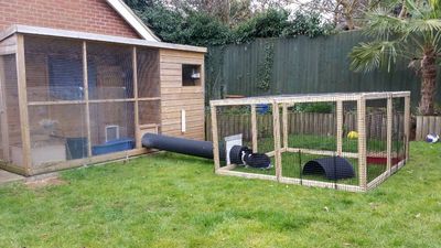 Housing rabbits outdoors: Everything you need to know