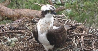 Relief as osprey found on Dunkeld nature reserve 'died from natural causes'