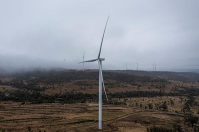 Australia could save thousands of bats a year with simple tweak to wind turbines, study says