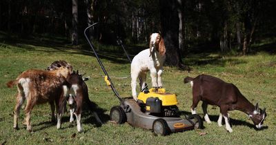 No kidding: the unusual endeavour putting mowers out of business