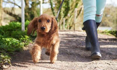 Buying puppies from unknown sources ‘devastating’ to welfare, Kennel Club says