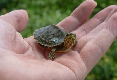 Tiny turtles are linked to salmonella outbreak in small children