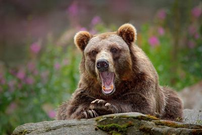 Sweden to kill 20% of its brown bears in annual hunt