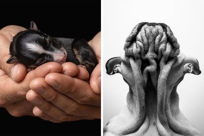 40 Breathtaking Photos Celebrated By The International Dog Photography Awards