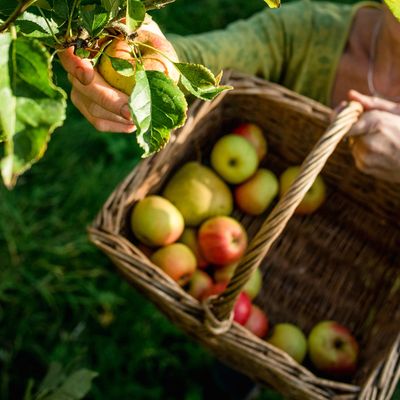 How to prune fruit trees for a better harvest – expert-approved tips for plentiful pickings