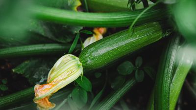 Fertilizing zucchini is crucial for healthy plants and higher yields – discover when and how to feed them