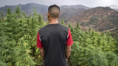 Morocco pardons nearly 5,000 cannabis farming convicts