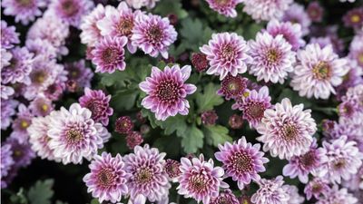 How long do chrysanthemums last? Experts reveal when early and late-flowering blooms will emerge