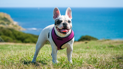 Are harnesses bad for dogs? The pros and cons, according to a trainer