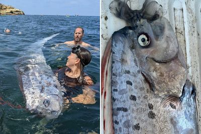 “Bad Omen”: Rare Sea Serpent Surfaces In San Diego Waters, Linked To Earthquake Legend