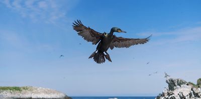 How cormorants are rethinking their migration routes in the face of climate change