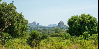 Mozambique forest stores huge amounts of carbon: laser technique puts new value on miombo woodlands