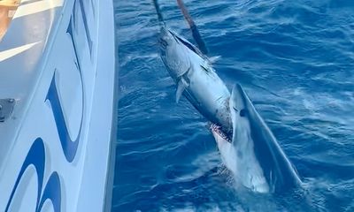 Watch: 700-pound mako shark versus bluefin tuna on the gaff