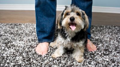 How to clean a shag rug — refresh yours in five simple steps