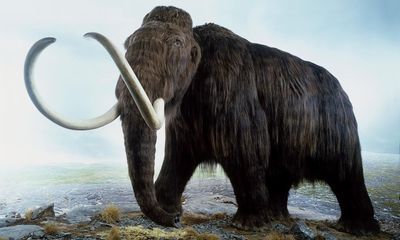 Prehistoric humans may have stuck pikes in ground to kill mammoths, say experts