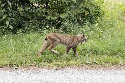 Canada lynx confirmed in Vermont for 1st time since 2018