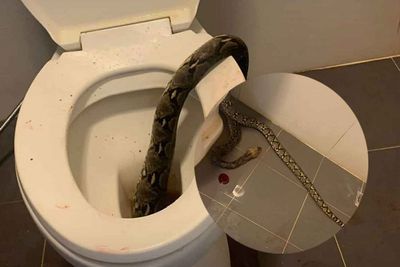 Snake bites man in toilet