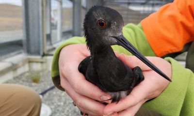 New Zealand rushes vaccination of endangered birds before deadly strain of H5N1 bird flu arrives