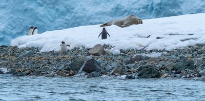 Rafts of garbage, kelp and other debris could transport alien invaders to a warming Antarctica