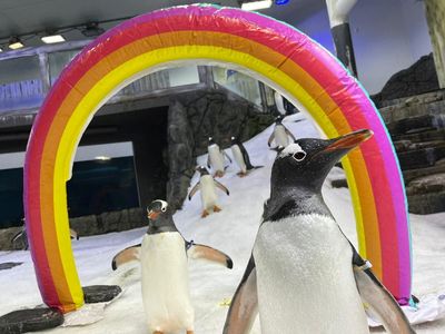 Sphen, one half of world-famous gay penguin couple, dies – partner Magic mourns