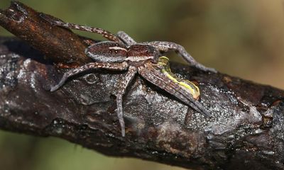 One of UK’s largest and rarest spider species making a comeback, says RSPB