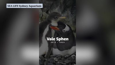 Sphen the penguin - half of world-famous same-sex couple - dies at Sydney aquarium aged 11