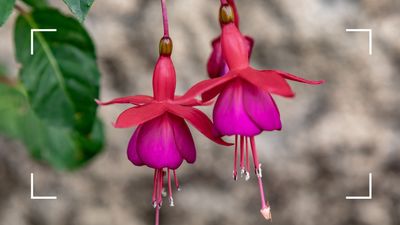 How to take cuttings from fuchsia plants according to horticultural experts