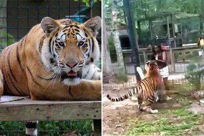 Tiger Nearly Eats Zoo Visitor After She Climbed Into Enclosure To Pet It, Police Now Involved