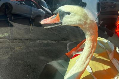 Rail workers get specialist training on how to remove swans trespassing on tracks