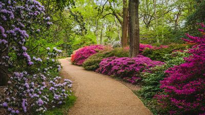 How to care for azaleas in summer – 3 expert tips for healthy plants and brilliant blooms