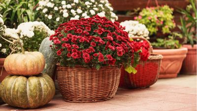 Fall planter ideas – 15 ways to create eye-catching seasonal containers