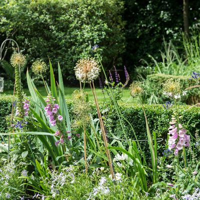 How to collect seeds like Monty Don and fill your garden borders for free