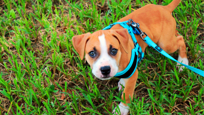 How to put a harness on a puppy: Step-by-step trainer’s guide