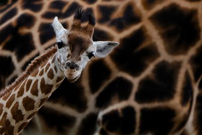 Naming 2 baby giraffes is a tall order for a Berlin zoo