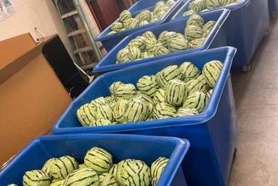 Meth worth nearly $6m found in fake watermelons at US-Mexico border