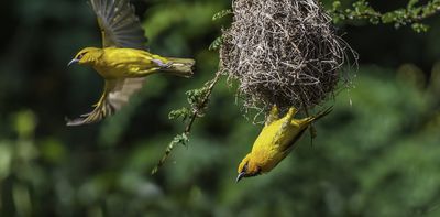 Bird species are disappearing at an alarming rate in Kenya – new study