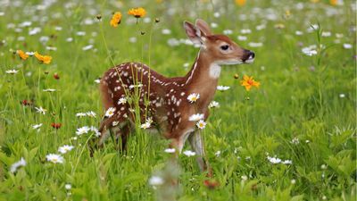 Deer-resistant spring bulbs – 5 flowers unlikely to be damaged by deer