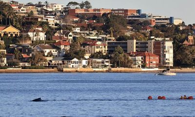 Humpback whale in Sydney Harbour freed from rope entanglement in hours-long rescue