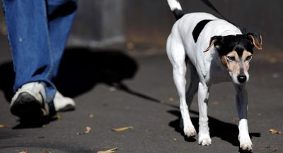 What restructure are people prattling about in a posh Paddington dog park? Please tell me!