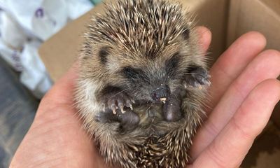 Country diary: Yet another peril for our poor hedgehogs – glitter